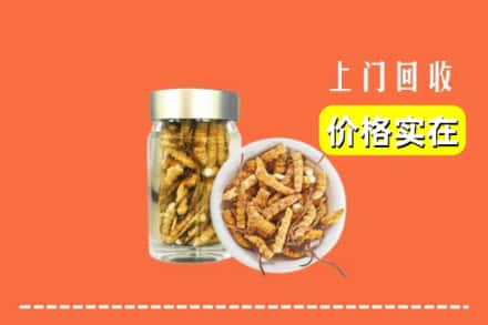 蔚县回收散虫草